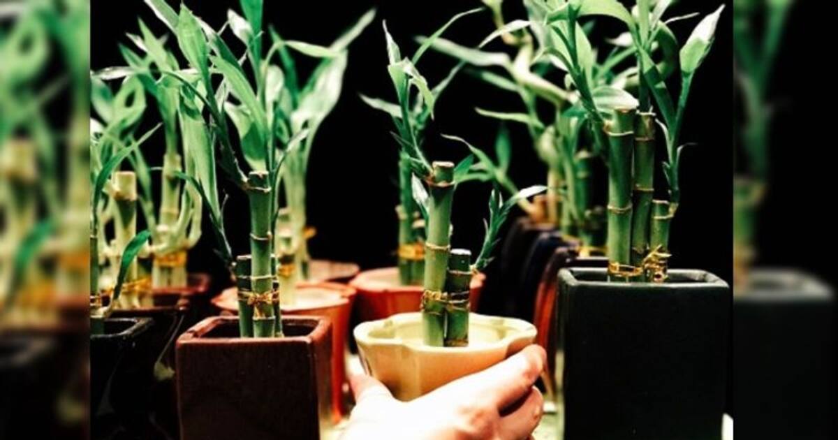 வீட்டில் அதிர்ஷ்டம் பெருக! மூங்கில் செடியை இந்த திசையில் வையுங்கள்!! பணமழை விடாமல் கொட்டும்!!