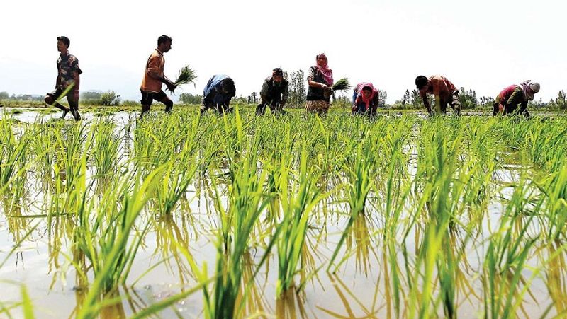 खेती से होने वाली कमाई या एग्रीकल्चर इनकम (Agriculture Income) क्या है, इसके बारे में भी लोगों में कन्फ्यूजन की स्थिति है। बता दें कि खेती की जमीन को ठेके या लीज पर देने से हुई कमाई को खेती से हुई कमाई कहा जा सकता है। खेती से होने वाली कमाई पर किसी तरह का कोई इनकम टैक्स नहीं देना होता है। (फाइल फोटो)