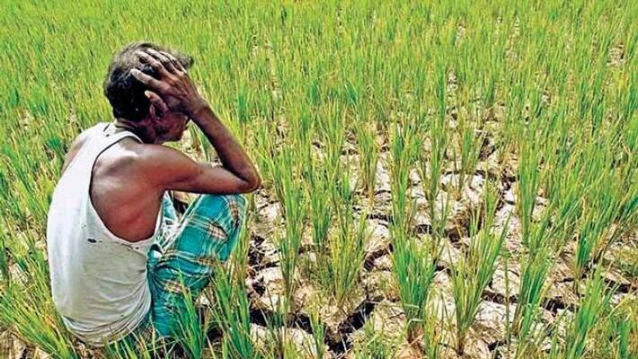 12.5 crores Farmers Loan Waiver Pending in Uttara Kannada grg 12.5 crores Farmers Loan Waiver Pending in Uttara Kannada grg