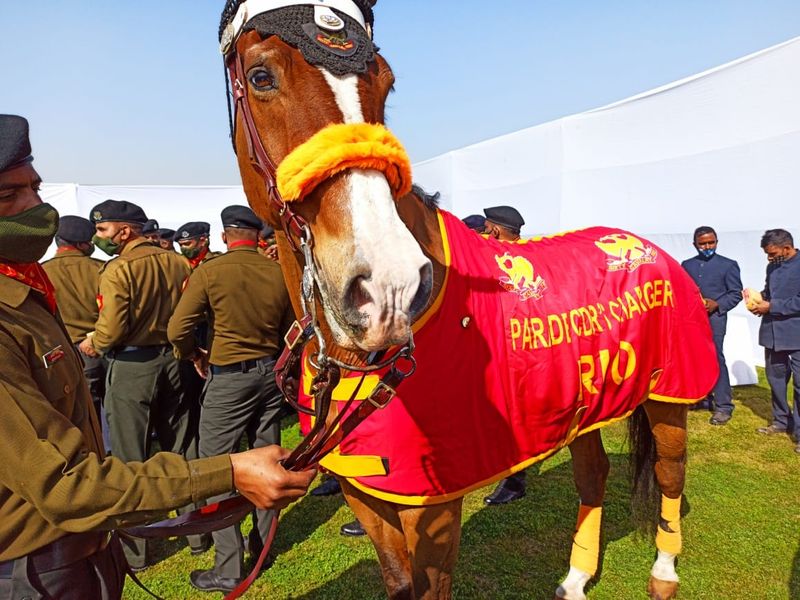 Usually, the horses get retired at 20 years of age but Rio is 22 and still serving.
