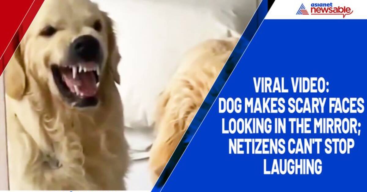 Viral video: Dog makes scary faces looking in the mirror; netizens