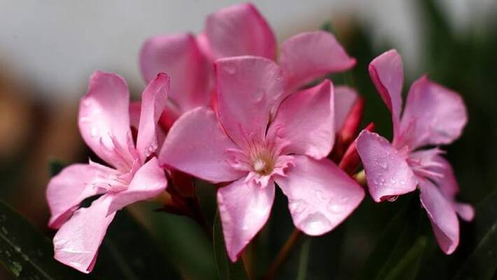 oleander plant how to care oleander plant how to care