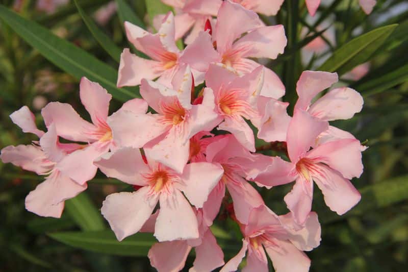 oleander plant how to care
