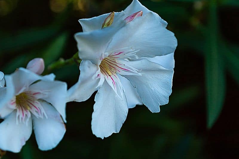oleander plant how to care