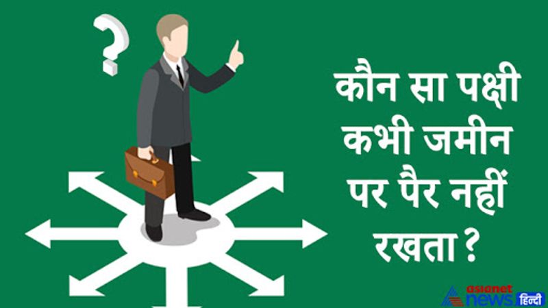 सवाल. कौन सा पंक्षी कभी जमीन पर पैर नहीं रखता?
जवाब. जी हां ऐसा भी एक पक्षी है जो कभी धरती पर अपने पैर नहीं रखता ये एक जनरल नॉलेज का सवाल है। हम इसका जवाब बताते हैं इस पक्षी का नाम है हरियल पक्षी जो एक तरह का कबूतर है। 