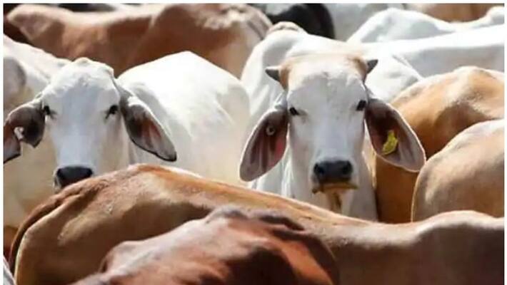 Govt offices to be cleaned using cow Urine Phenyl in MP Govt offices to be cleaned using cow Urine Phenyl in MP
