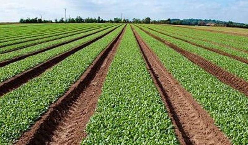 Nitroaromatics एक तरह का केमिकल कंपाउंड है जो विस्फोटक पदार्थ में मौजूद होता है। जब पालक की जड़ें इसके संपर्क में आएंगे तो इसमें लगे कार्बन नैनोट्यूब्स सिग्नल भेजेंगे। इस सिग्नल को IR कैमरा के जरिये पढ़ा जाएगा जो ईमेल के रूप में साइंटिस्ट्स को मिलेगा। 