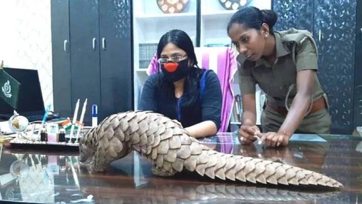 an officer working to protect the pangolin an officer working to protect the pangolin