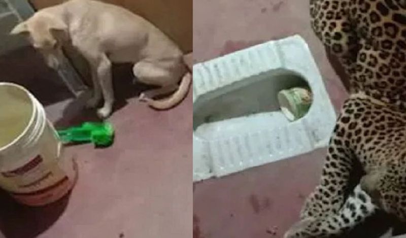 सोशल मीडिया पर कर्नाटक के कन्नड़ जिले का ये मामला ट्रेंड कर रहा है। यहां एक गांव के बाथरूम में तेंदुए के साथ कुत्ते को बंद कर दिया गया। सभी को यकीन था कि अब उनके सामने कुत्ते की लाश ही आएगी लेकिन ऐसा नहीं हुआ। 