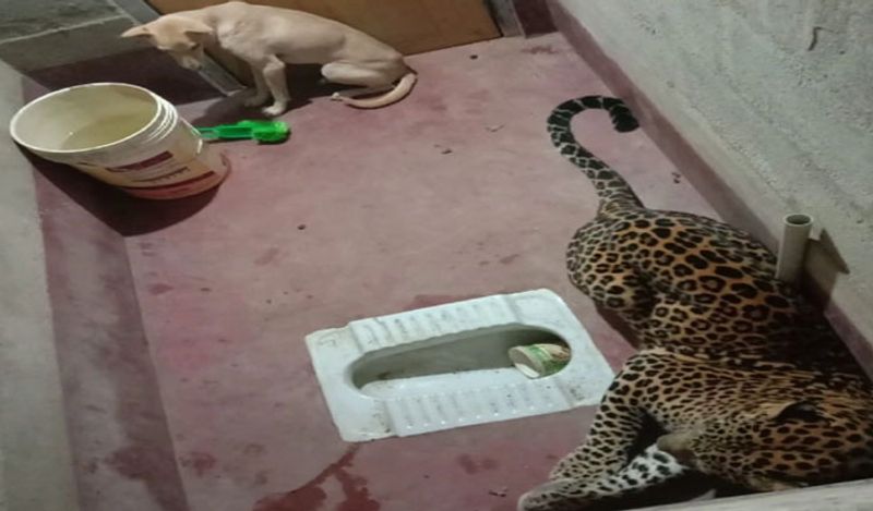 गांव वालों की नजर जब तेंदुए पर पड़ी तो वो हैरान रह गए। उन्होंने तुरंत मौके का फायदा उठाते हुए बाथरूम को बाहर से बंद कर दिया। इस तरह कुत्ता और तेंदुआ अंदर लॉक हो गए। 