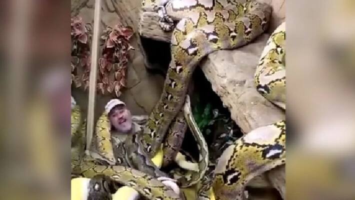video in which man surrounded by large snakes video in which man surrounded by large snakes