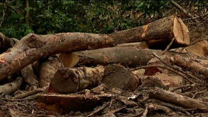 Extensive logging in private land in kozhikoe people asks for environmental impact assessment Extensive logging in private land in kozhikoe people asks for environmental impact assessment