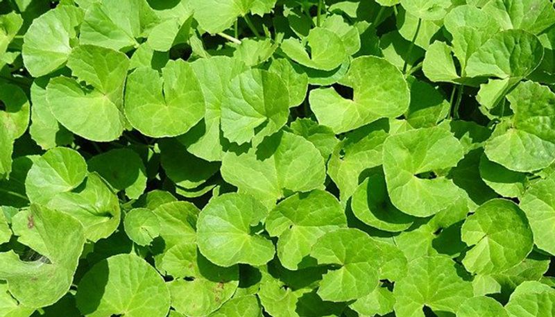 Ayurveda These are the herbs that have the power of navadurgas