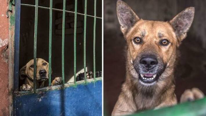 German Shepard Dogs get death sentence for biting the lawyer DHA German Shepard Dogs get death sentence for biting the lawyer DHA