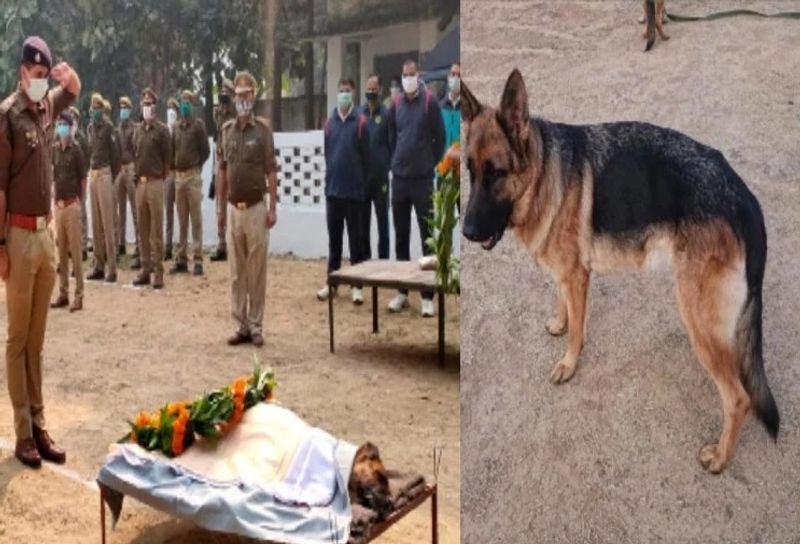 क्यूटिक्स उर्फ टिंकी के योगदान को कभी भुला नहीं पाएगा। पुलिस अधिकारियों के मुताबिक सूंघने की गजब ताकत के चलते उसने कई बड़ी वारदात के राजफाश में अहम भूमिका निभाई थी। 