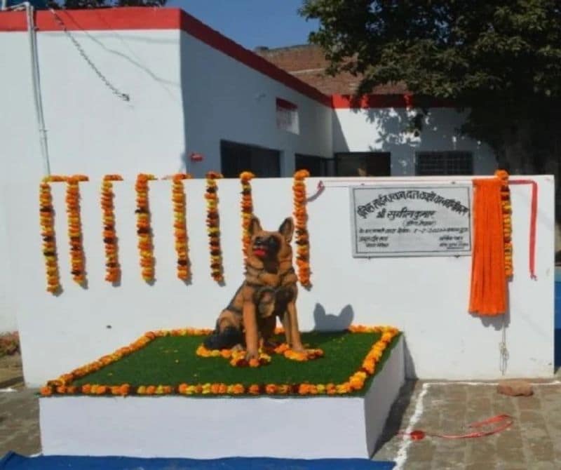 साल 2013 में मध्य प्रदेश के टेकनपुर स्थित बीएसएफ प्रशिक्षण केंद्र से प्रशिक्षण प्राप्त करने के बाद मादा श्वान क्यूटिक्स उर्फ टिंकी को डाग स्क्वाड में बतौर हेड कांस्टेबल शामिल किया गया था।
