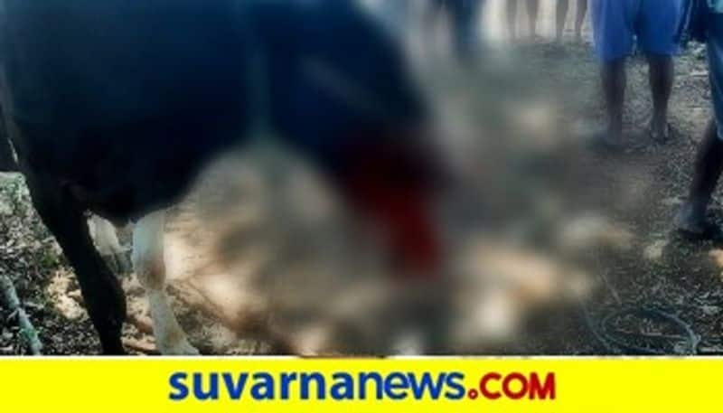 Cow severely injured after chewing on bait bomb for wild animals Ramanagara mah