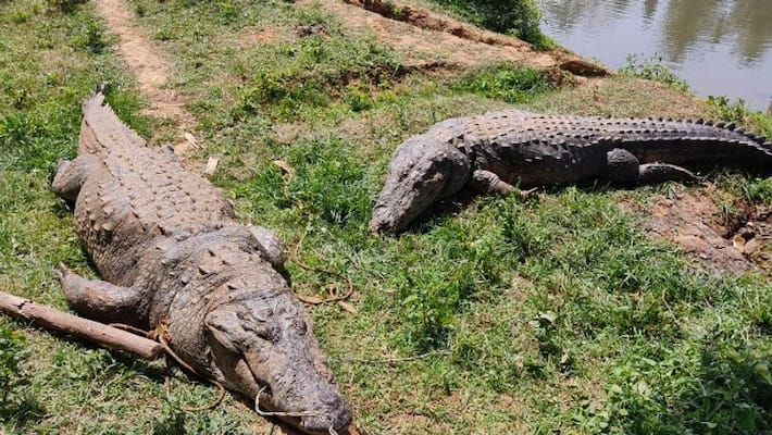 suspected that the death of crocodiles in Wayanad is due to river pollution suspected that the death of crocodiles in Wayanad is due to river pollution