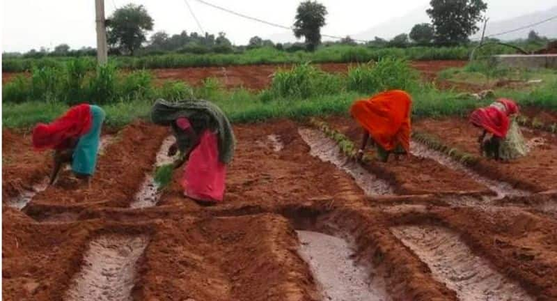 Ishaq says that before growing any crop, soil must be checked for its readiness. Fennel cultivation is good in Ishaq's area. They just changed the way of harvest. He took training and focused on farming by focusing on the right method of good seed, sowing, irrigation etc.