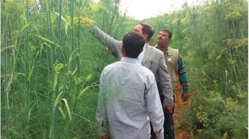 They say that small things increase crop yield. For example, people usually keep a gap of 2-3 feet between two fennel beds. They gathered information and reduced the gap to 7 feet. This doubled the yields.