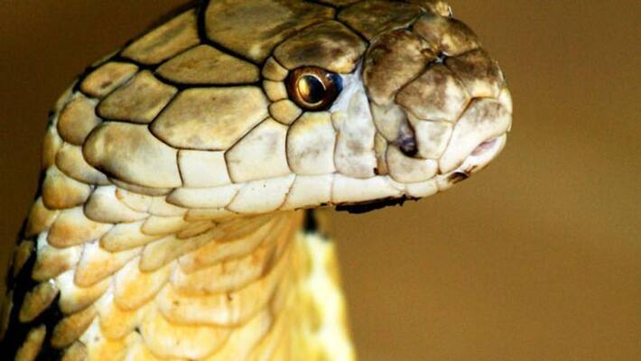 snake byte death in thiruvananthapuram zoo snake byte death in thiruvananthapuram zoo