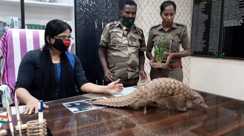 47 वर्षीया अफसर ने अपनी जान की परवाह न करते हुए 28 लोगों को गिरफ्तार किया था, जिनमें आठ तस्कर शामिल थे। इस दौरान, उन्होंने पांच पैंगोलिन का बचाव किया। साथ ही एक मृत पैंगोलिन और पांच किलो पैंगोलिन स्केल बरामद किये। अगस्त 2019 और अप्रैल 2020 के बीच अथागढ़ और खुनपुनि वन रेंज में अपने कार्यकाल के दौरान तस्करों के खिलाफ की गई सभी कानूनी कार्यवाहियों का श्रेय लेंका को जाता है। 