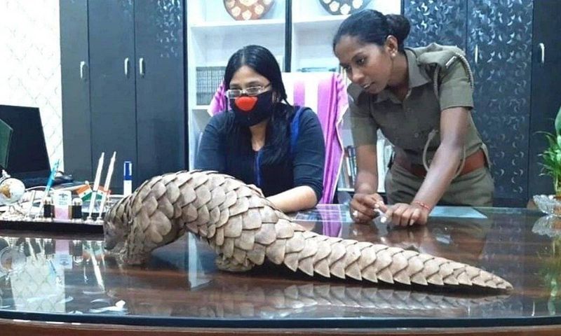 पैंगोलिन अधिकांश रूप से ओडिशा के कुछ इलाकों में पाया जाता है। इसलिए यहां बड़े पैमाने पर इसकी तस्करी होती है। पैंगोलिन लगभग लुप्त होने की कगार पर एक जंगली जीव है तस्कर इसको मोटी रकम पर विदेशों में बेच देते हैं। इसकी स्केल (ऊपरी खाल) सोने के भाव बिकती है यानि चार इंच स्केल को भी 10 हजार से ज्यादा में बेचा जा सकता है। इसलिए पैंगोलिन पकड़ने स्मगलर्स घात लगाए बैठे रहते थे।
ओडिशा में यहां तस्कर छुपकर, अपने नेटवर्क के ज़रिए यह काम करते हैं। लेकिन साल 2019 में, डिवीज़नल फारेस्ट अफसर सस्मिता लेंका ने इस गैर-क़ानूनी काम में शामिल एक रैकेट और एक अंतर्राष्ट्रीय नेटवर्क का खुलासा किया। 