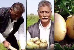 Anything is possible if one has will! Farmer grows potatoes in unsuitable land, enjoys profits