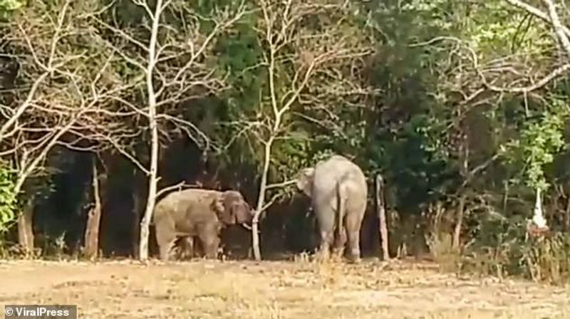 സിപ്ലറുടെ വെല്ലുവിളി കെൻഗ്രിയാങ് ഏറ്റെടുത്തു. പിന്നീട് നടന്നത് ആഴ്ചകളോളം നീളുന്ന കൊമ്പനാനകളുടെ അങ്കമായിരുന്നു. ഈ സമയമത്രയും വന്യജീവി സങ്കേതം ഉദ്യോഗസ്ഥര് കൂടെ നിന്ന് ആനയങ്കം വീഡിയോയില് ചിത്രീകരിച്ചു.