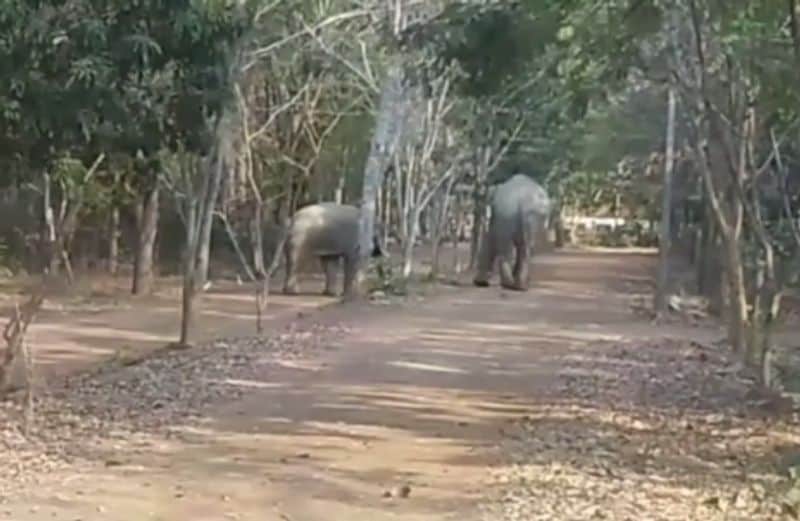 എന്നാല്, സിപ്ലര്, കെൻഗ്രിയാങും തമ്മിലുള്ള അങ്കത്തില് ആരാണ് ഇണയെ സ്വന്തമാക്കിയതെന്ന് ഉദ്യോഗസ്ഥര് വെളിപ്പെടുത്തിയില്ല. പകരം കൊമ്പനാനകള് വീണ്ടും സൗഹൃദത്തിലായതില് അവര് സന്തോഷം പ്രകടിപ്പിക്കുകയും ചെയ്തു. 