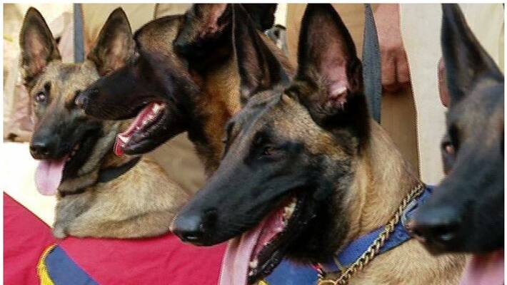 star dogs to be part of police force on 17th star dogs to be part of police force on 17th