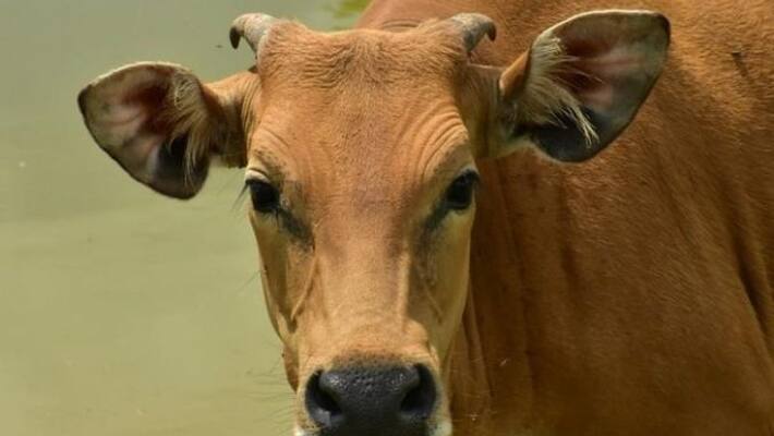 Assam Cow Protection Bill sparks controversy, Congress says will encourage mob lynching ALB Assam Cow Protection Bill sparks controversy, Congress says will encourage mob lynching ALB