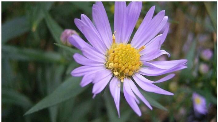 This picture of flower on Wikimedia gets 90 million hits per day from India This picture of flower on Wikimedia gets 90 million hits per day from India