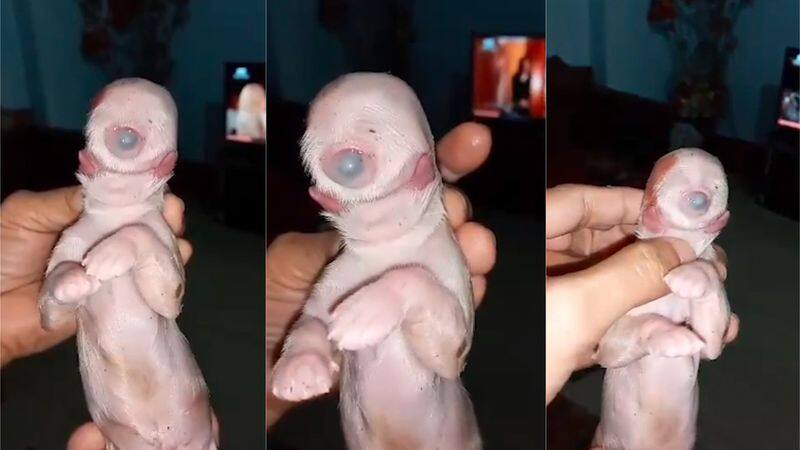 Cyclops puppy born with one eye two tongues and no nose