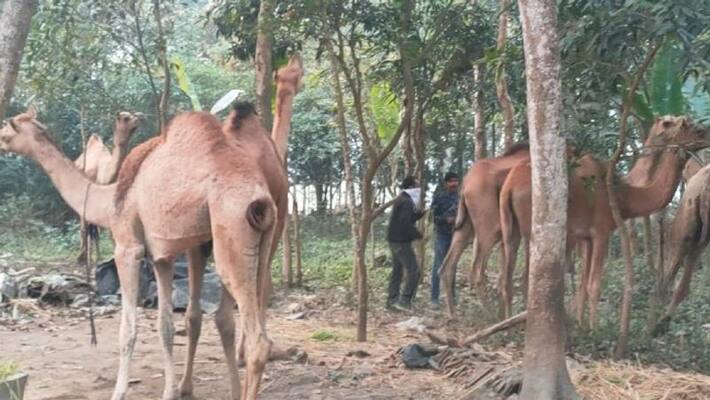 11 camels rescued in Mandy sent back to Rajasthan mah 11 camels rescued in Mandy sent back to Rajasthan mah
