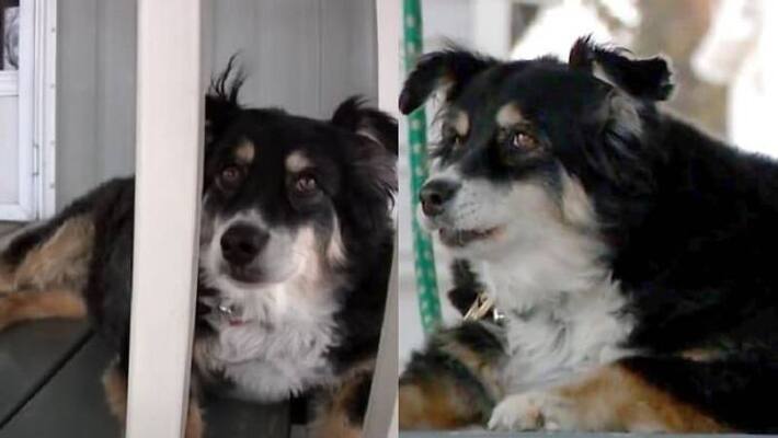 8 year old dog inherits usd 5 million from late owner 8 year old dog inherits usd 5 million from late owner