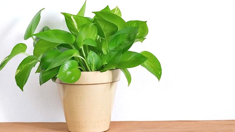 Avoid these 5 mistakes while planting a money plant in your home