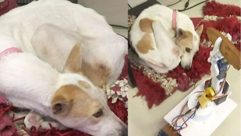 मिलिंद पहले भी ऐसे प्रयोग करते रहे हैं। इस डॉग के लिए रोबोट बनाकर मिलिंद को बेहद खुशी हुई।
