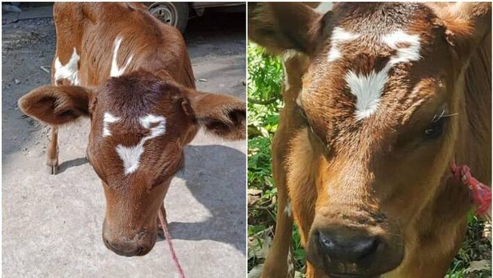 Milma kid goes viral, Wayanad calf star on social media Milma kid goes viral, Wayanad calf star on social media