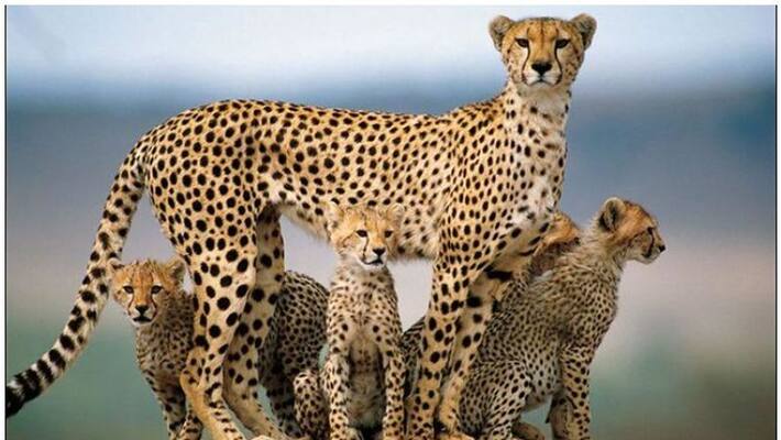 400000 riyal for fine for hunting Arabian tiger in saudi 400000 riyal for fine for hunting Arabian tiger in saudi