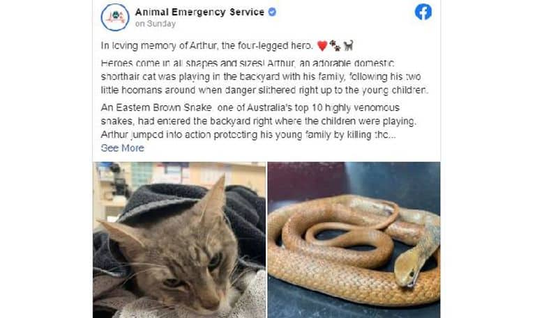 Cat dies after saving 2 young children from a venomous snake