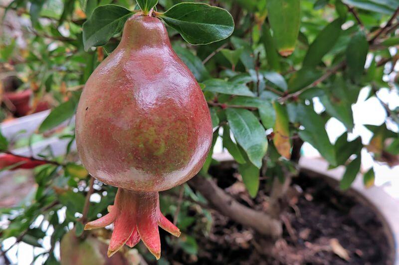 how to grow Pomegranate indoor