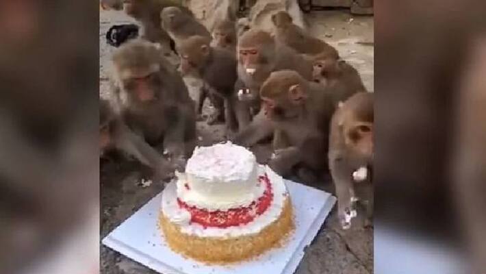 Monkeys Sharing A Huge Cake viral video Monkeys Sharing A Huge Cake viral video