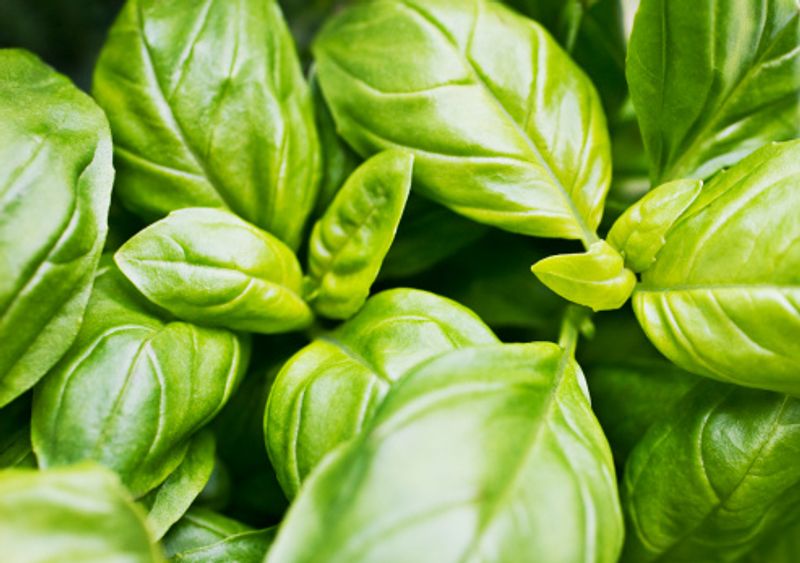 Basil leaves are used in a variety of culinary preparations. In addition to the flavour, the culinary herb is said to preserve and enhance the properties of the food. From a healthy gut to stronger immunity, benefits of basil leaves are quite a lot. Here are some you may not have known.
