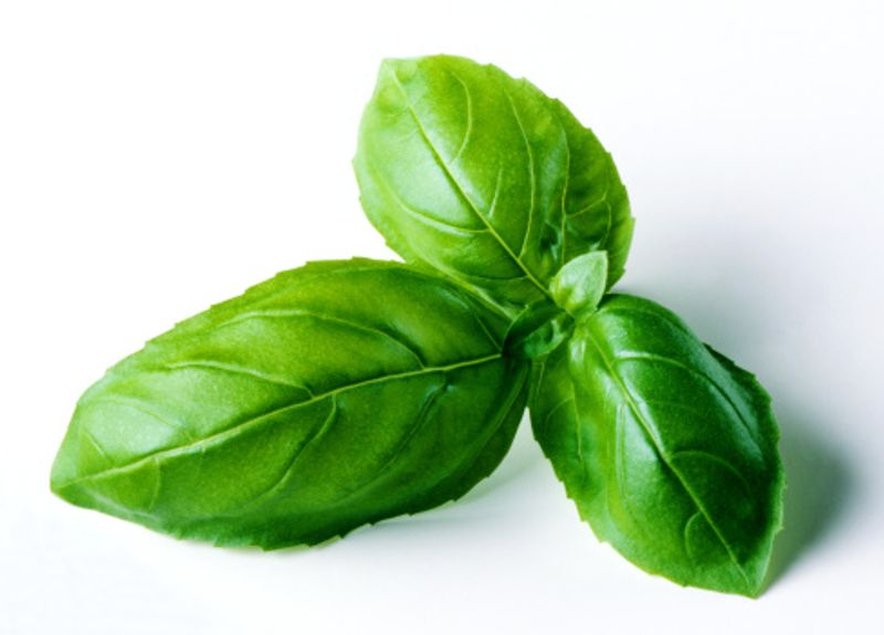 Closer home, Holy basil is revered for its strong medicinal and healing properties. One can still see basil plants outside many Indian households, even outside the clamped urban flats. Holy basil is offered to Gods in the form of prasad. Some say that it is prohibited to even chew the holy basil leaves; one is supposed to swallow it at one go.
