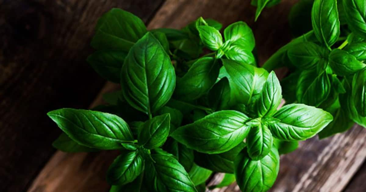 Incredible benefits of basil leaves you should not miss out on