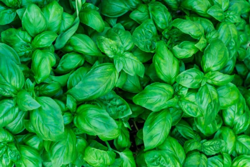 Fights free radical activity: The culinary herb contains a range of natural antioxidants, which can help protect body tissues against free radical damage. Free radicals are unstable atoms. To become stable, they take electrons from other atoms and form chains. These chains of free radicals cause oxidative stress to the body and cause more damage to the cells. To reduce the oxidative stress in the body, one must up the intake of antioxidants. Basil contains two important water-soluble flavonoid antioxidants, known as orientin and viceninare. These potent antioxidants strengthen the immune system, protect cellular structure, DNA and delay the effects of skin ageing.