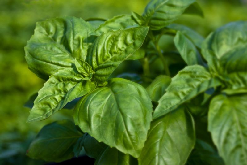 Promote healthy gut: Basil also helps restore the body's natural pH levels and feeds healthy bacteria within the gut microflora. A healthy gut flora increases immunity and promotes healthy digestion.

