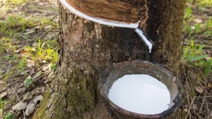 rubber price cross 170 rupee mark rubber price cross 170 rupee mark
