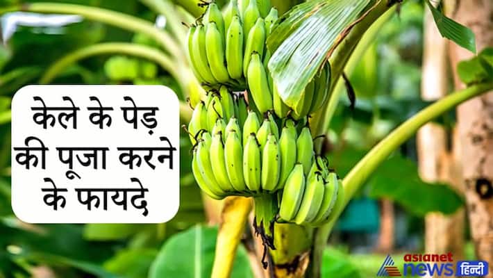 Worshiping and offering water to banana tree may help in resolving many of your problems KPI Worshiping and offering water to banana tree may help in resolving many of your problems KPI